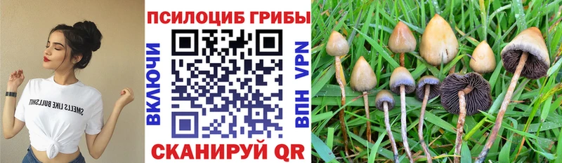 Псилоцибиновые грибы Cubensis  Спас-Деменск 